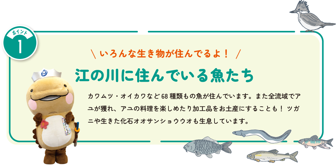 いろんな生き物が住んでるよ！江の川に住んでいる魚たち　カワムツ・オイカワなど68種類もの魚が住んでいます。また全流域でアユが獲れ、アユの料理を楽しめたり加工品をお土産にすることも！ツガニや生きた化石オオサンショウウオも生息しています。