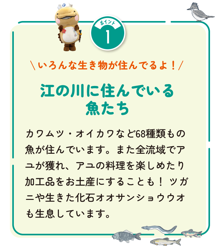 いろんな生き物が住んでるよ！江の川に住んでいる魚たち　カワムツ・オイカワなど68種類もの魚が住んでいます。また全流域でアユが獲れ、アユの料理を楽しめたり加工品をお土産にすることも！ツガニや生きた化石オオサンショウウオも生息しています。