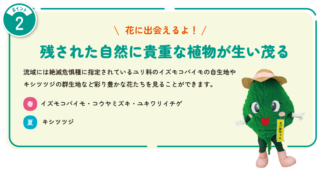 花に出会えるよ！残された自然に貴重な植物が生い茂る　流域には絶滅危惧種に指定されているユリ科のイズモコバイモの自生地やキシツツジの群生地など彩り豊かな花たちを見ることができます。春：イズモコバイモ・コウヤミズキ・ユキワリイチゲ　夏：キシツツジ